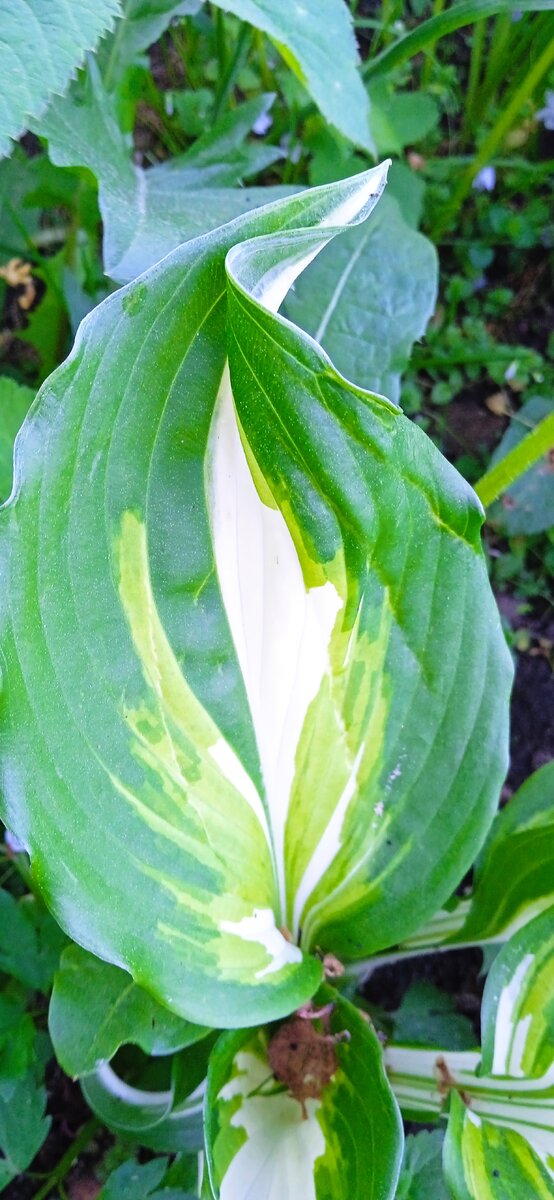 Лист Хоста Ундулата (Undulata)