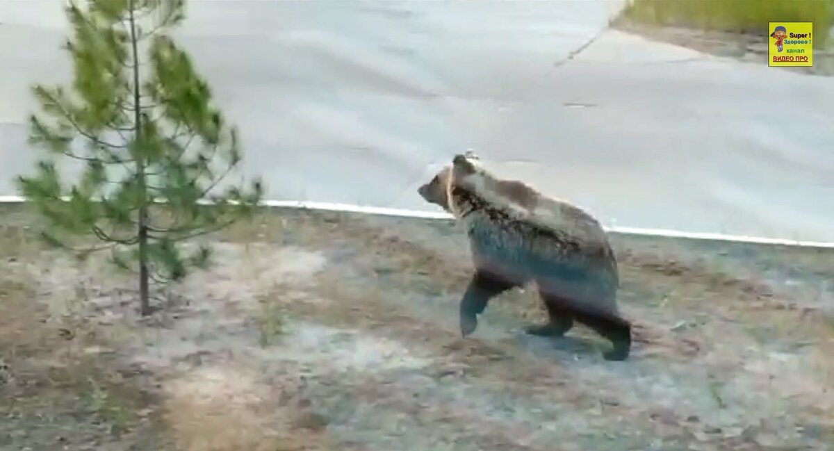 Медведь гуляет на территории