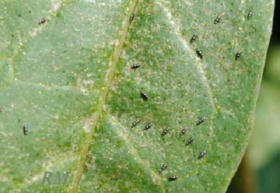 Ссылка на изображение https://avatars.dzeninfra.ru/get-zen_doc/4761941/pub_6230c9bc7d325a0e90985dc3_6230de37e6c01f3d884d329e/scale_1200