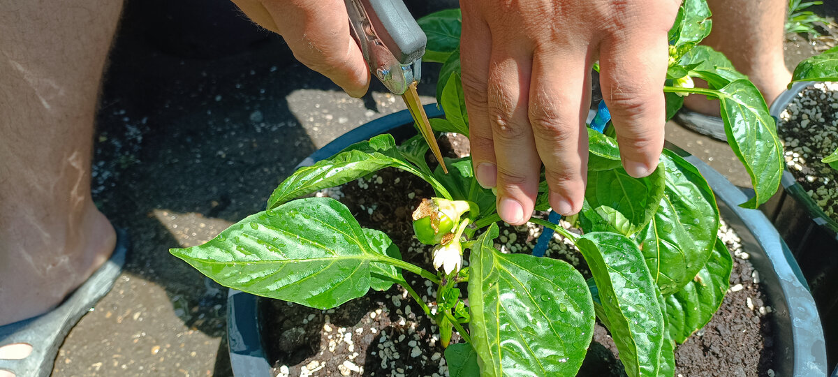 Первый - самый крупный перчик.