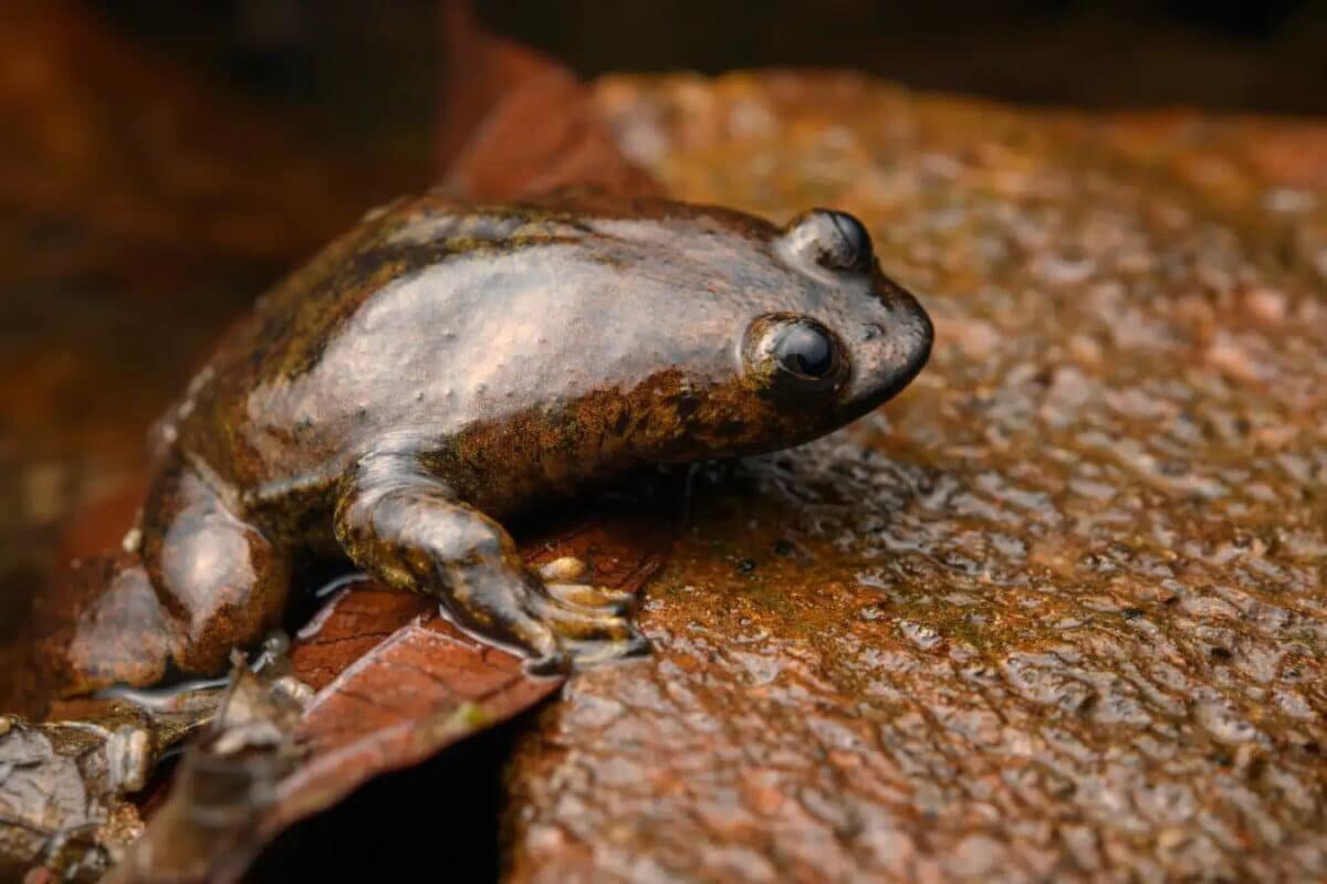    У индонезийской лягушки Barbourula kalimantanensis ученые обнаружили легкие, хотя до открытия эксперты утверждали, что органов дыхания у этих амфибий нет / © naturepl.com, Chien Lee