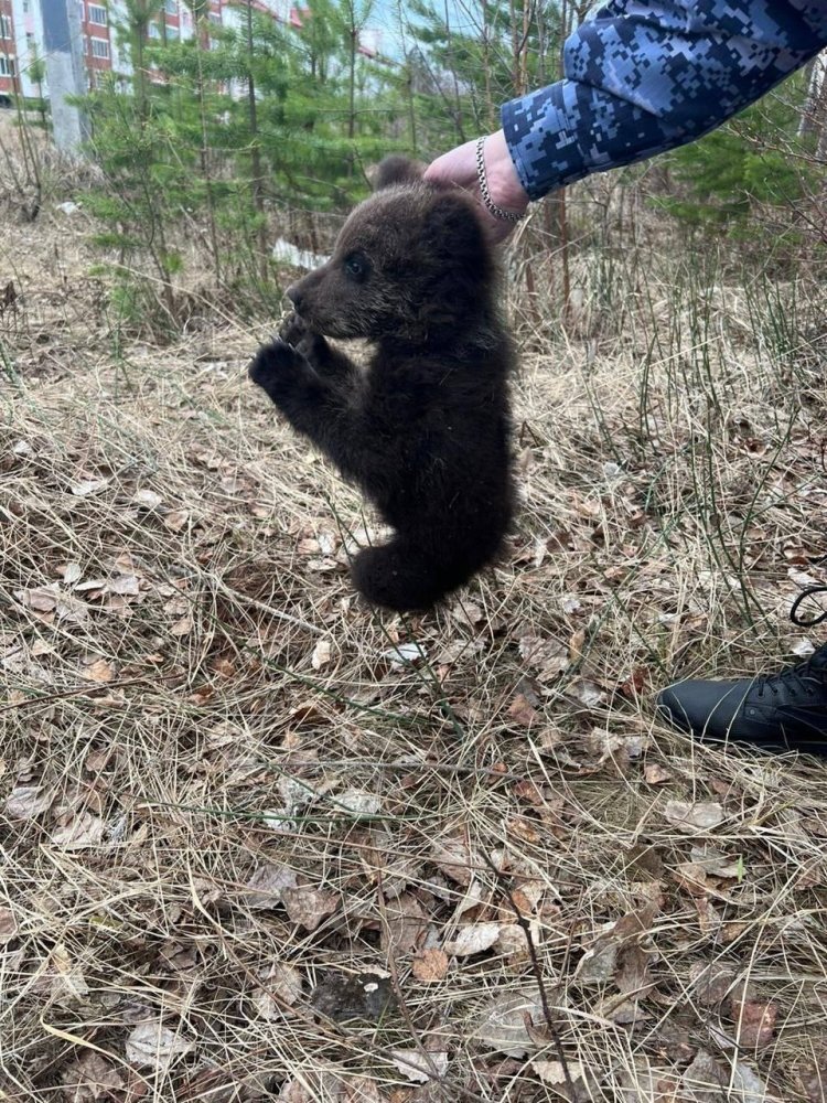    В Югорск вышла медведица, детёныша которой накануне забрала полиция