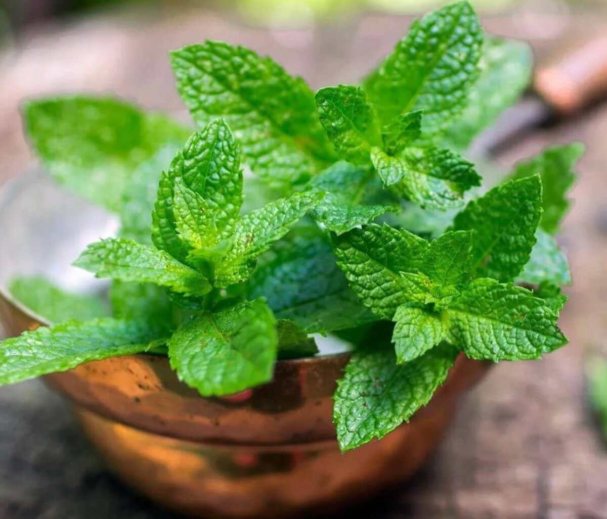 Это мята!🌿