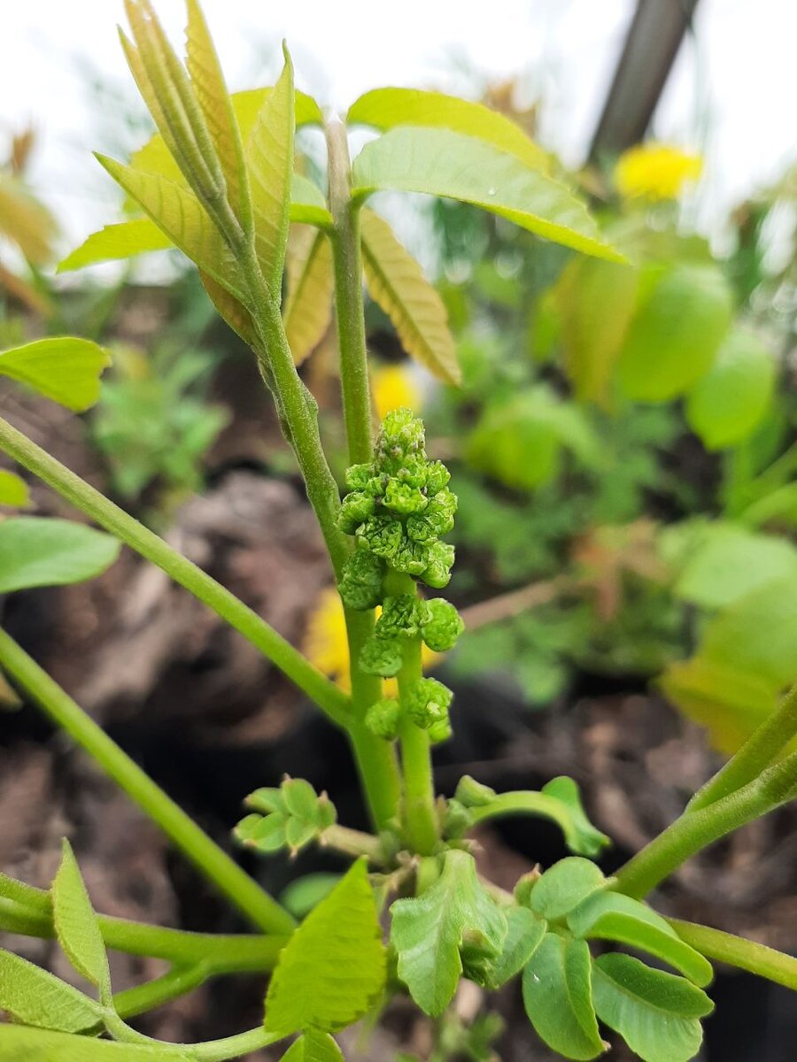 Цветёт годовалый грецкий орех