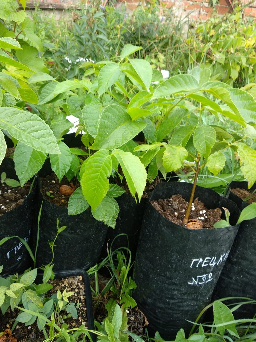 Молодые грецкие в пакетах для рассады. Прошлогоднее фото.