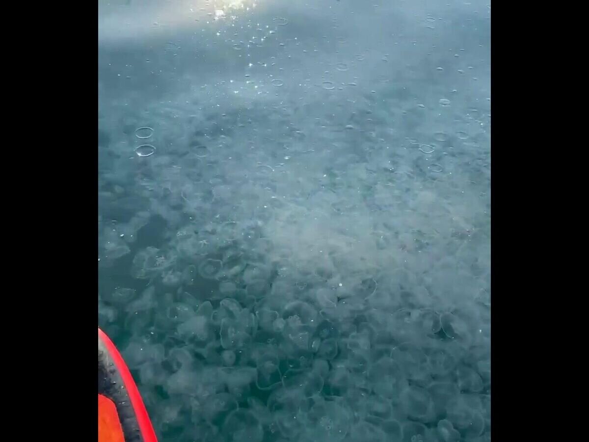    Медузы у берегов Анапы© РИА Новости