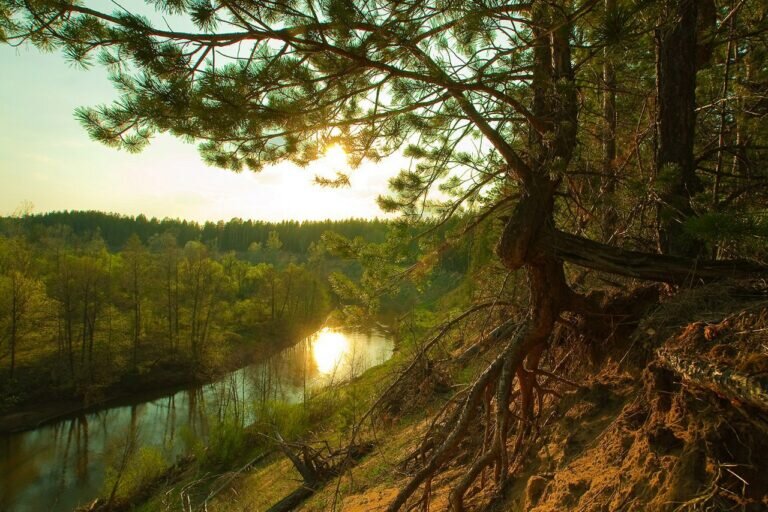    За проезд через «Бузулукский бор» нарушителям грозит штраф 3000 рублей Кристина Просвиркина