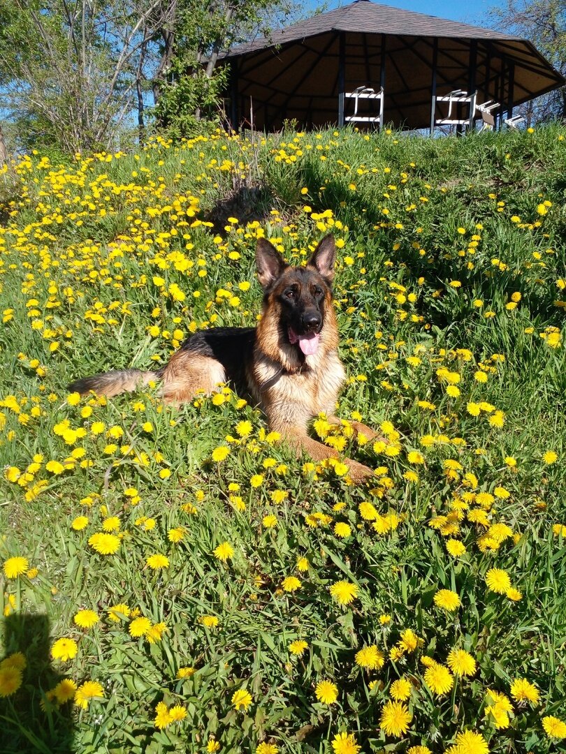 Фото плодильни у меня нет, поэтому вот вам Асгерт в одуванчиках. Май 2024 года, фото автора. 