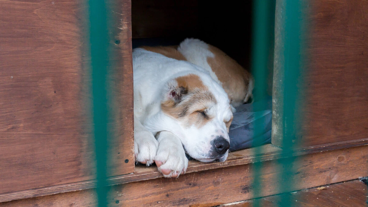 Человек, понимающий свою ответственность перед собакой, найдет способ избежать проблем без инвалидизации животного. Так, как это делают мои клиенты, владельцы среднеазиатки Луны. Фото @kinologsmirnov.ru 