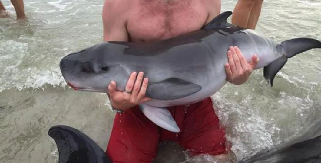 Оказывается, есть крошечные взрослые кашалоты весом в 300 кг. Настоящий прикол природы