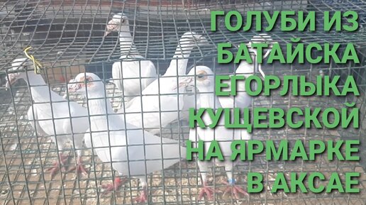 Голуби из Батайска, Егорлыка, Кущевской на ярмарке в Аксае. Птичий рынок 19.05.24.