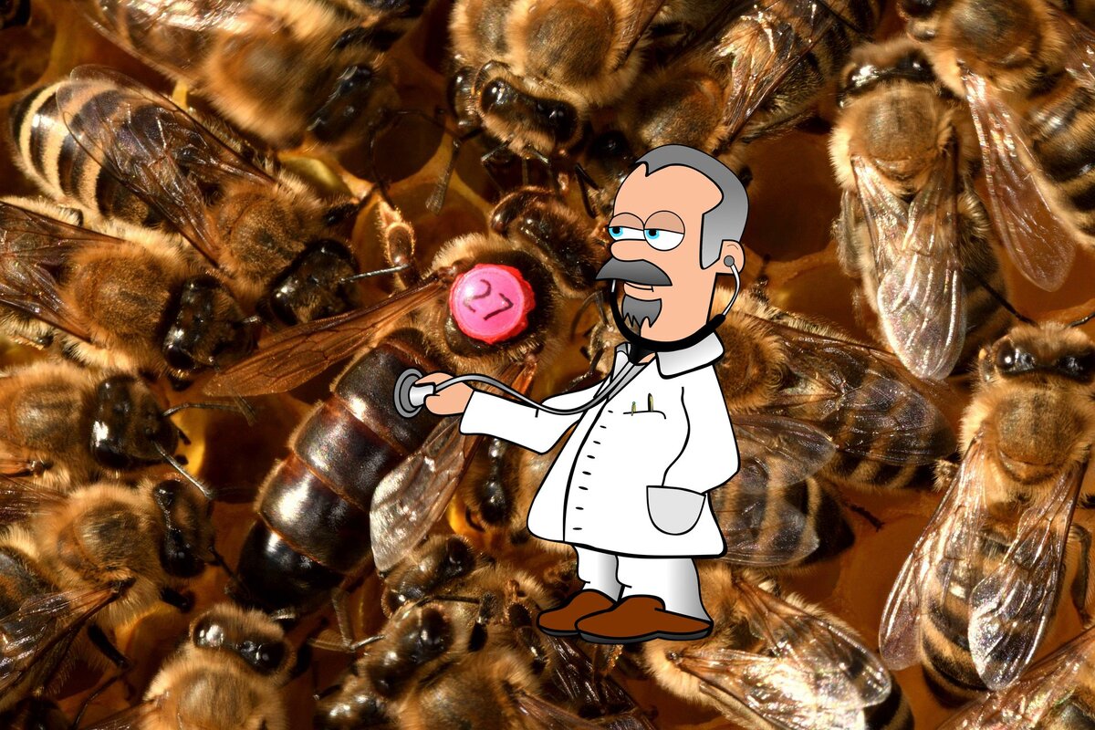 Пчелиная матка