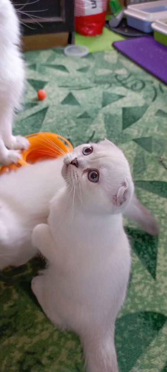 Голубые яркие глаза