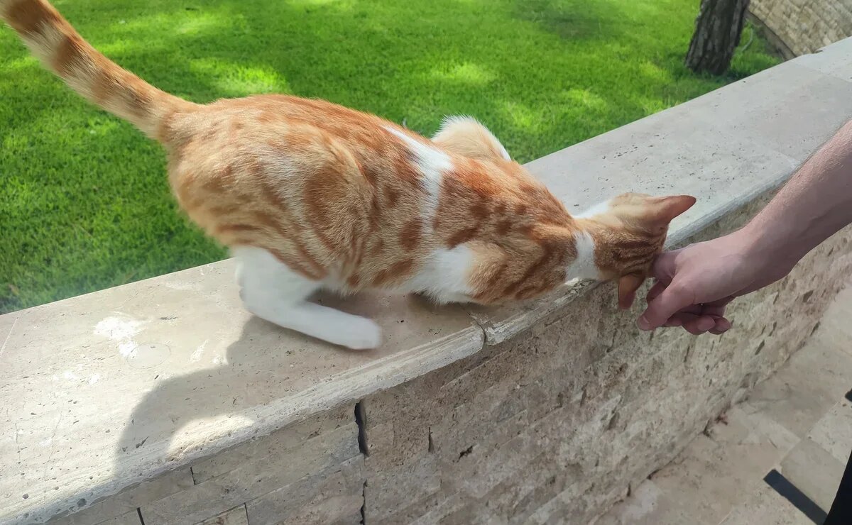    Мы везем с собой кота. Готовы ли россияне ехать на море с животными и сколько это стоит