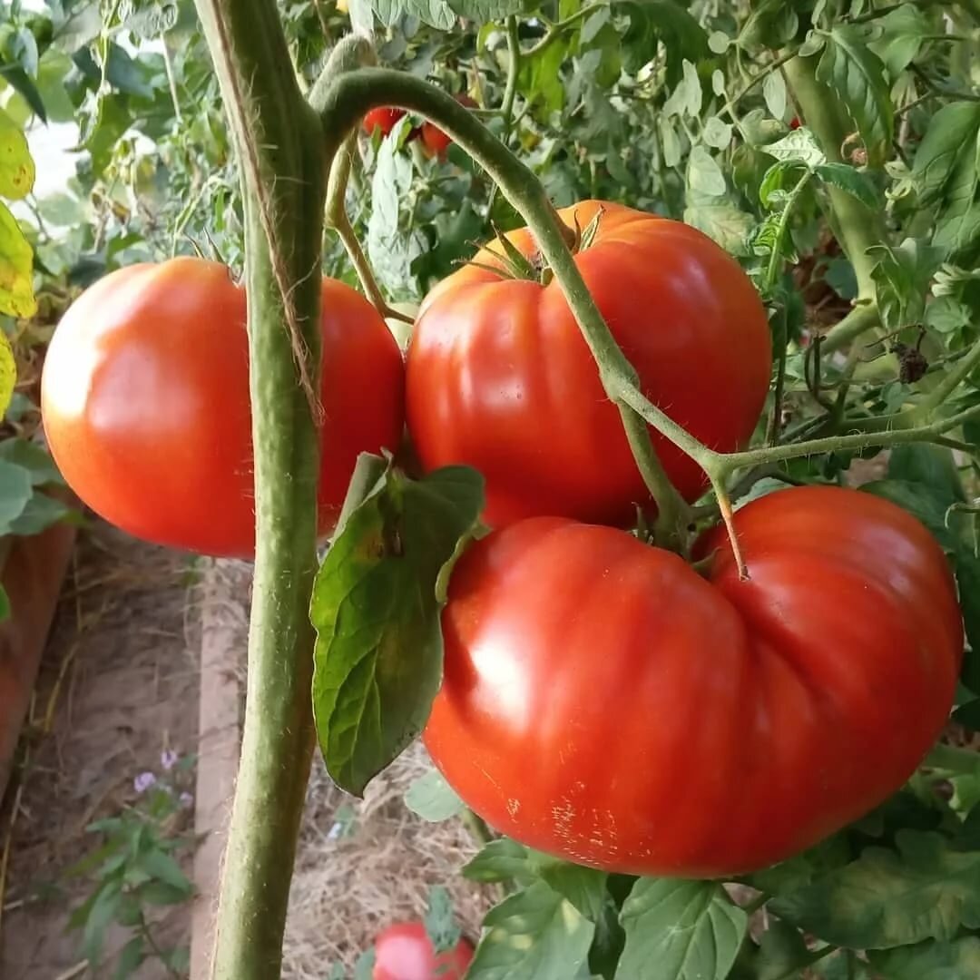 Томаты бугай отзывы. Томат корнеевский розовый. Томат бугай красный. Томат бугай красный ц сиб сад. Томат бугай красный.