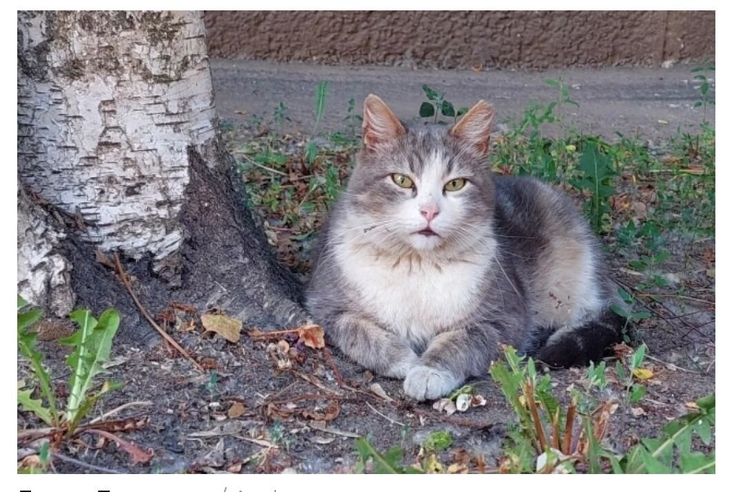     Кот. Источник: aif.ru Автор фото: Елена Банокина