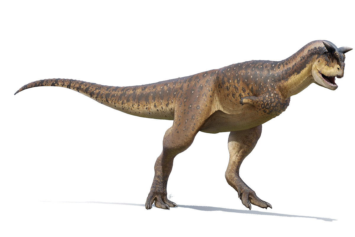 Fred Wierum / Wikipedia📷Реконструкция внешнего вида карнотавра (Carnotaurus)