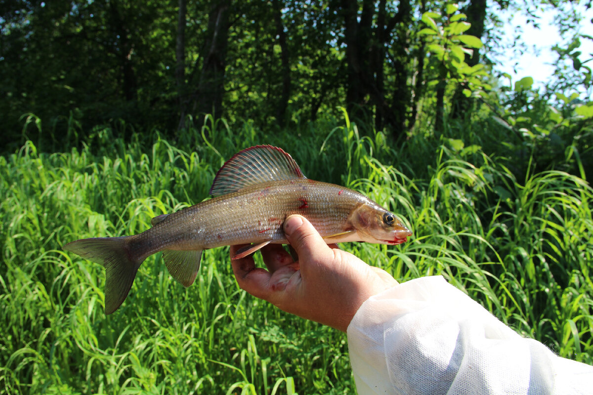 Царская рыба – хариус!