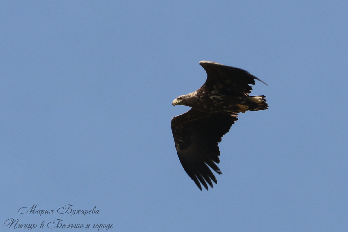 Орлан-белохвост
