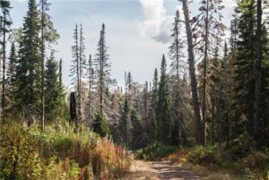    Фото: zelengarden.ru