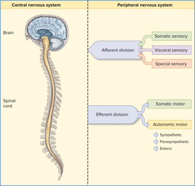 Figure 3.1. Overview of the structural and functional   organization of the nervous system. Eric P. Widmaier Human Physiology. The   Mechanisms of Body Function, New NY: McGraw-Hill Education. 2019.   https://lccn.loc.gov/2017048599