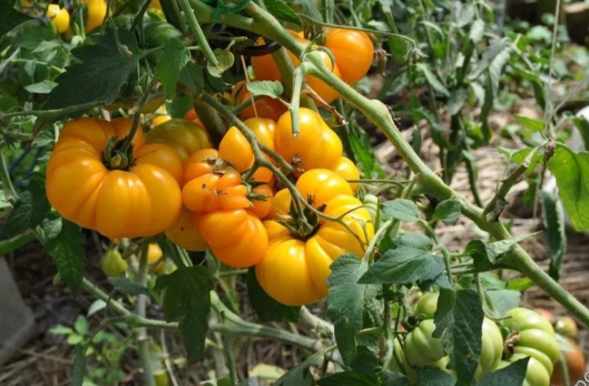 Лучшие сорта томатов, посаженные в новом сезоне. Список и краткое описание томатов, понравившихся по прошлым сезонам.
