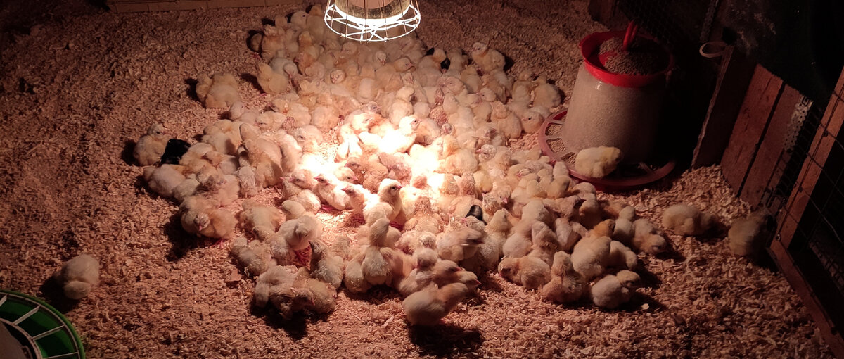 Живой "ковер" из цыплят