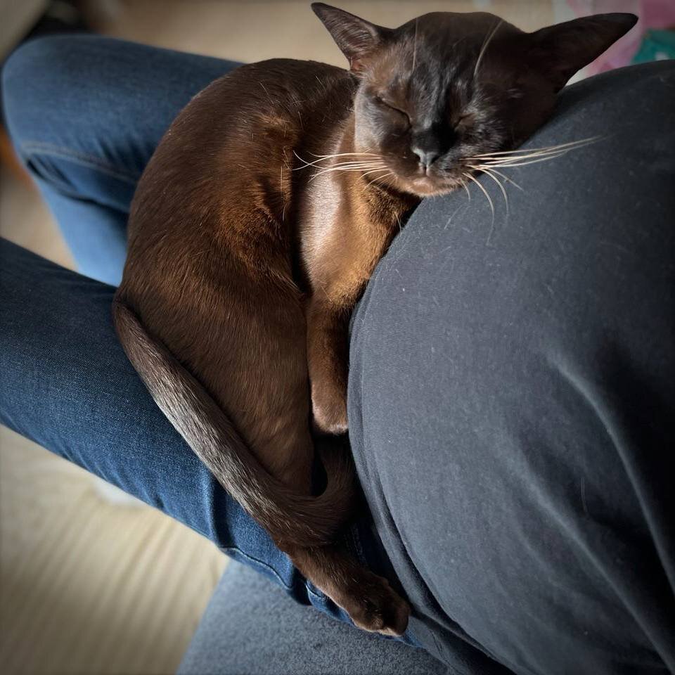 Jasper Burmese cats 
