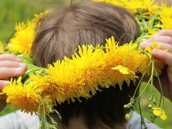 Источник https://spb.mk.ru/social/2023/05/13/vsemirnyy-den-oduvanchika-13-maya-zachem-na-rusi-nezamuzhnie-devushki-pleli-venki-i-kak-povtorit-ikh-obryad.html.