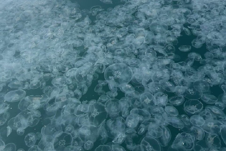    Медузы добрались до берегов Анапы. Фото: скриншот видео