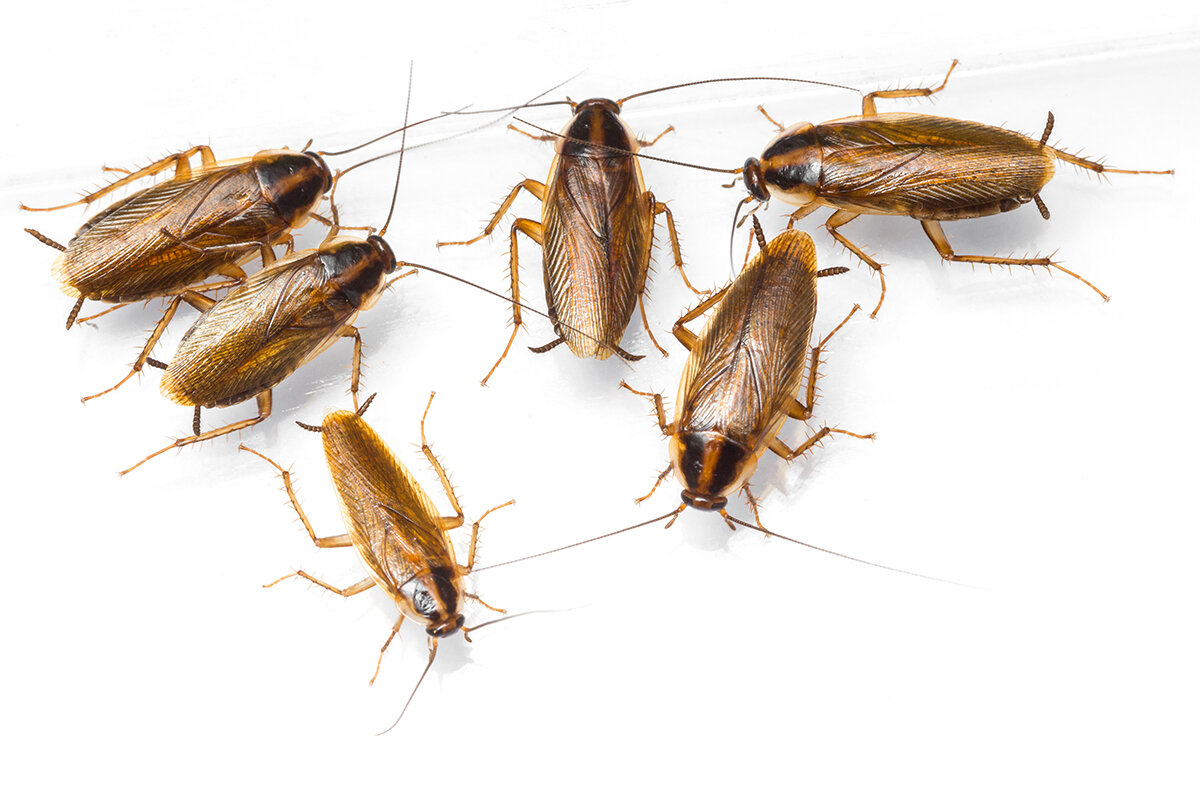 7th Son Studio / Shutterstock / FOTODOM📷Blattella germanica