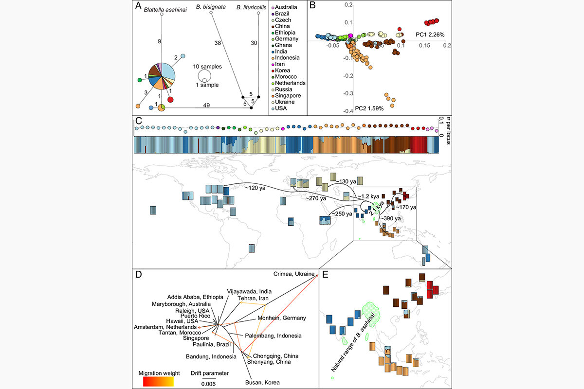 Pnas📷Схема путей распространения тараканов Blattella germanica по миру
