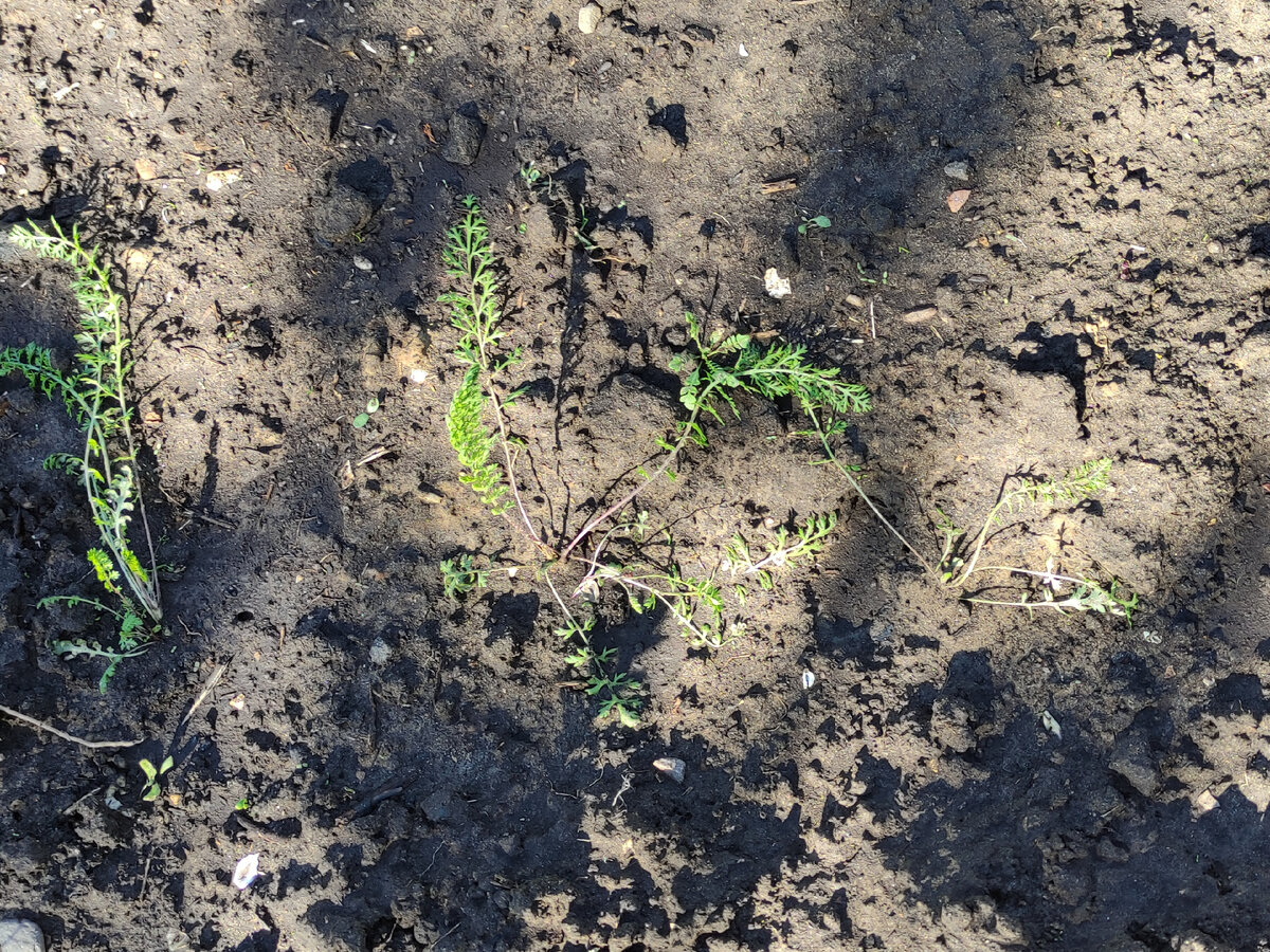 Высадила 20 мая. 