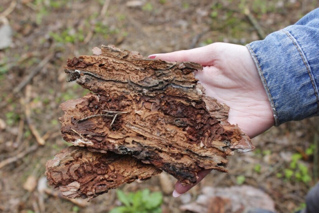 Фото: Евгения Федорова / АСИ