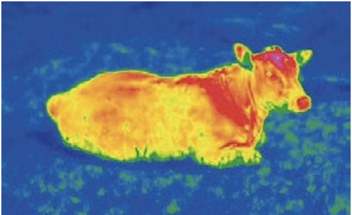 Фото тепловизора: корова, лежащая на лугу.