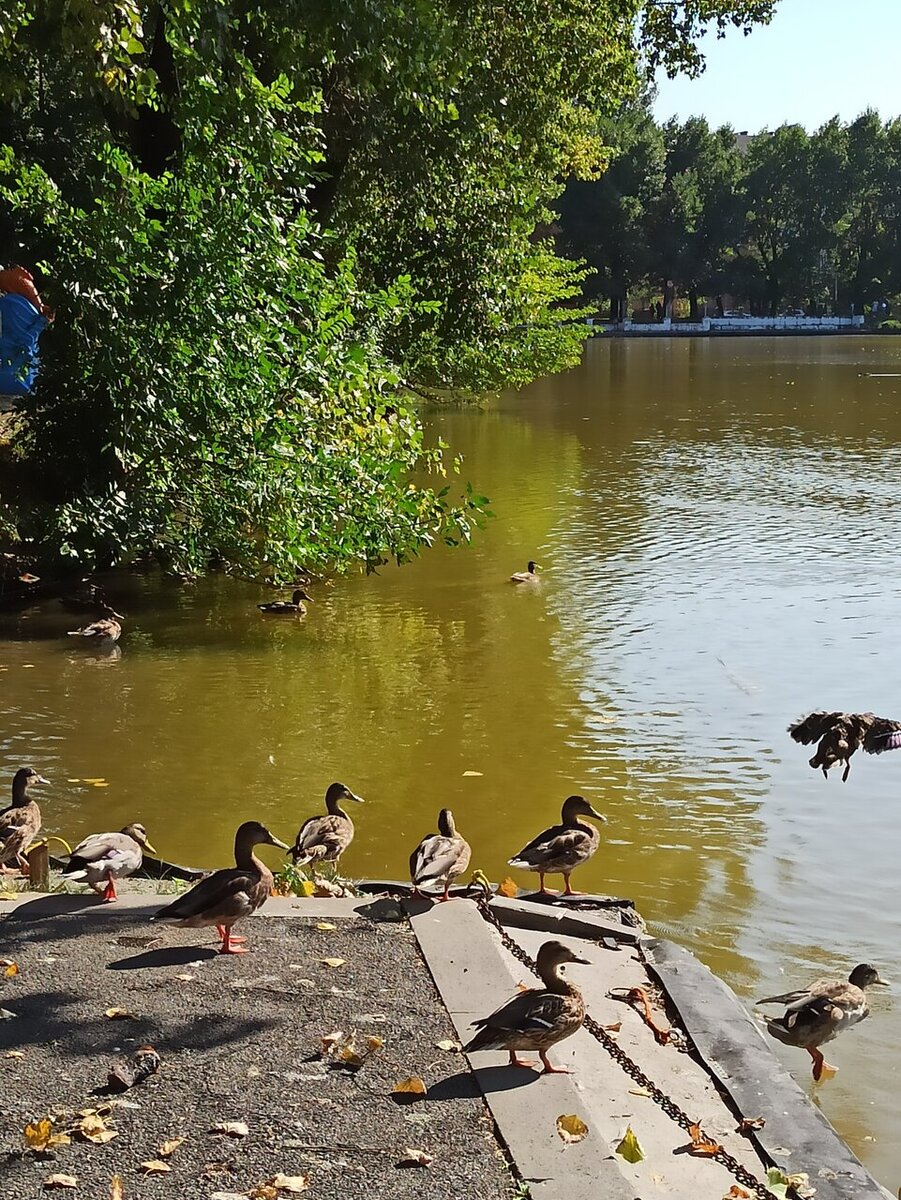 Парк Кирова Фото: https://yandex.ru/maps. Автор: Жужа 