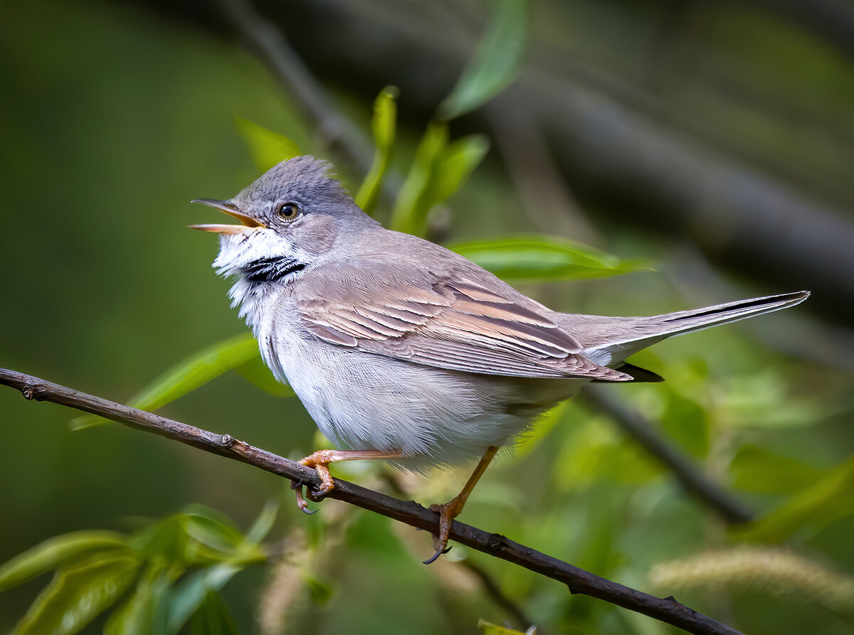 Серая славка