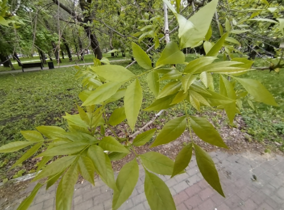 Библия огненная