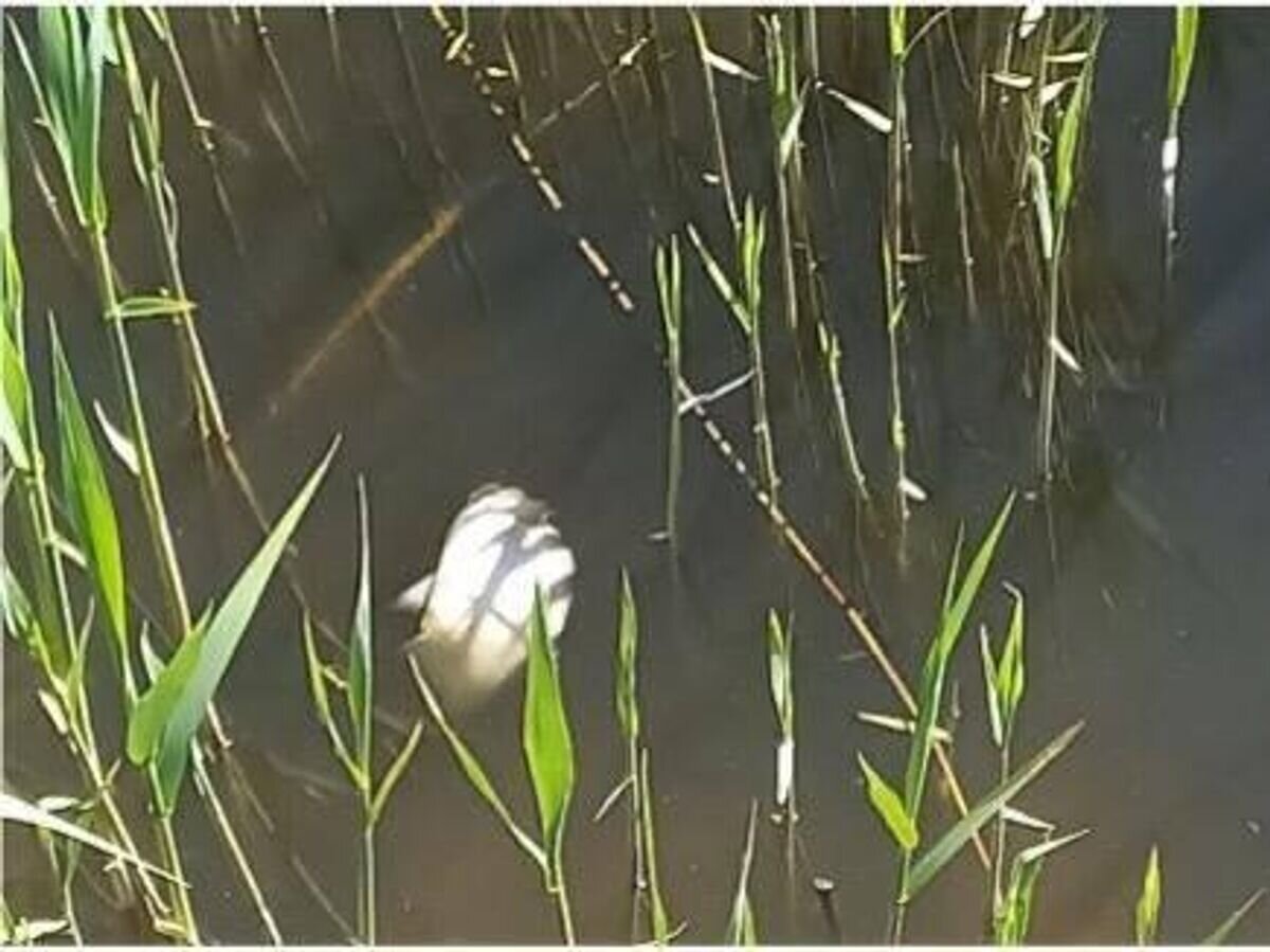    Мертвая рыба в прибрежной зоне Куршского залива© Фото : Куршская коса/Telegram