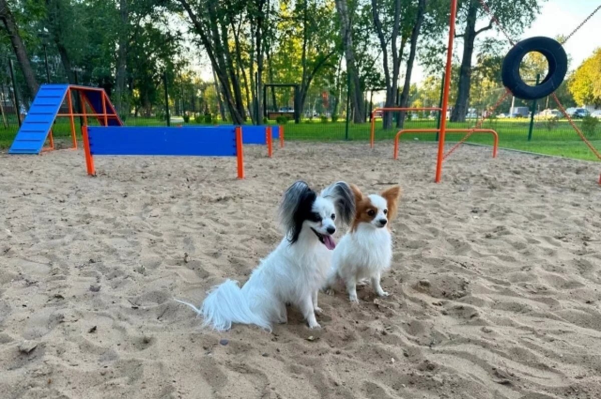    Парковые качели и площадка для собак появятся в сквере имени Рябцева