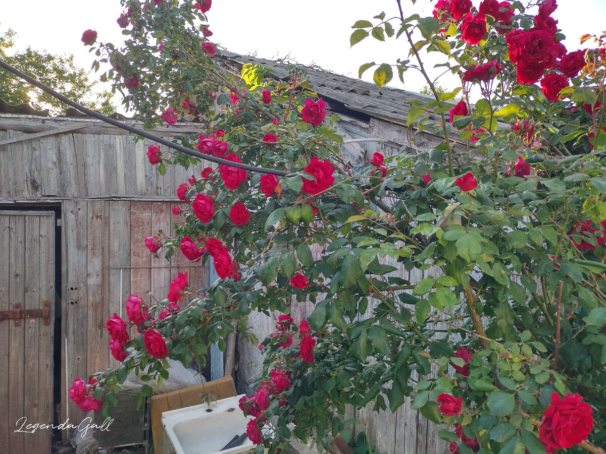 Это куст возле гостевого домика