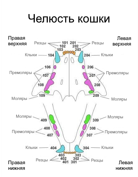 Фото из Интернета. 