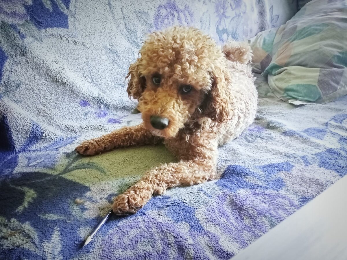 Румпель: - Жду советы, готов записывать.