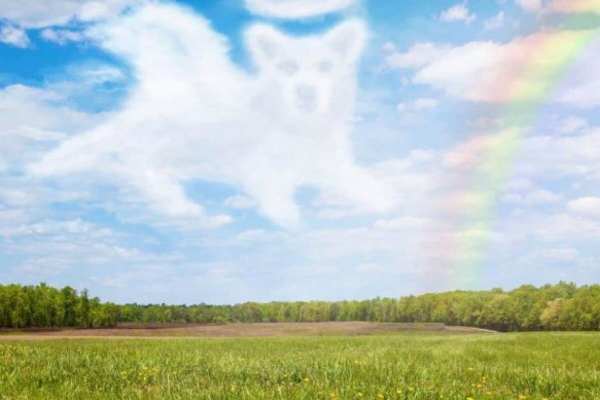 Собака на радуге после смерти