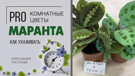 Комнатное растение Маранта - что нужно знать о тенелюбивой красотке. Неприхотлива или это миф?