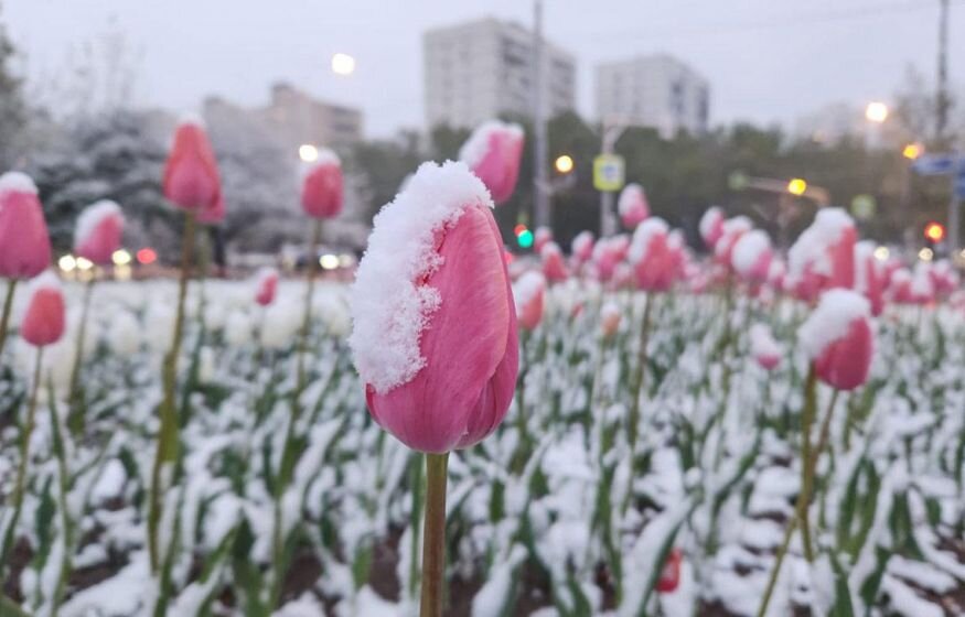    «Будет рост цен»: В Госдуме предупредили о возможных последствиях майских заморозков