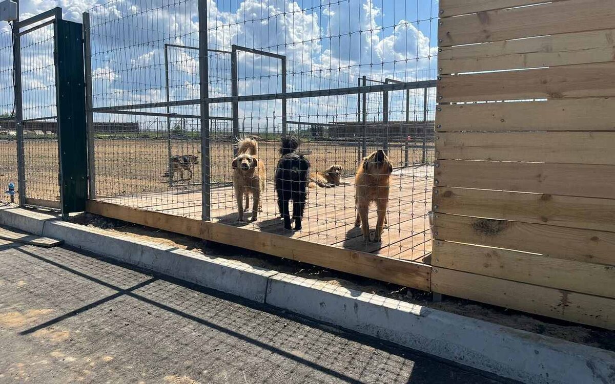    Воронежский застройщик ЖК Z-town начал перевозить питомцев частного приюта «Дора» на новую площадку Фото Кристины Кошелевой