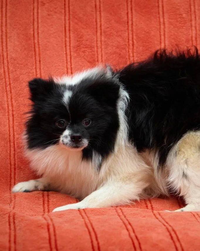 Маленькая собачка из приюта Домик Мелкашей