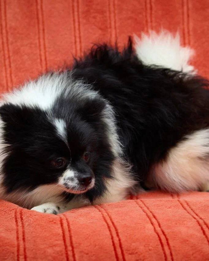 Маленькая собачка из приюта Домик Мелкашей