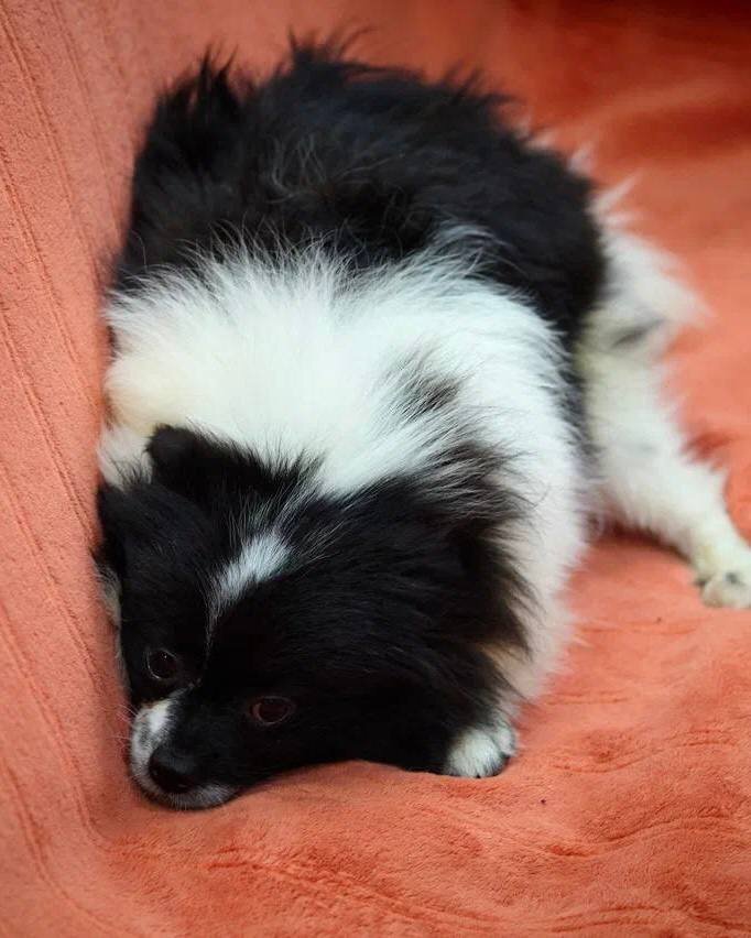 Маленькая собачка из приюта Домик Мелкашей